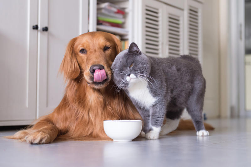 Cat food Iron vitamins, Avocados, Cooked bones, Grapes and raisins, Caffeine, Wild mushrooms, Cat food, Black walnuts, Cherries