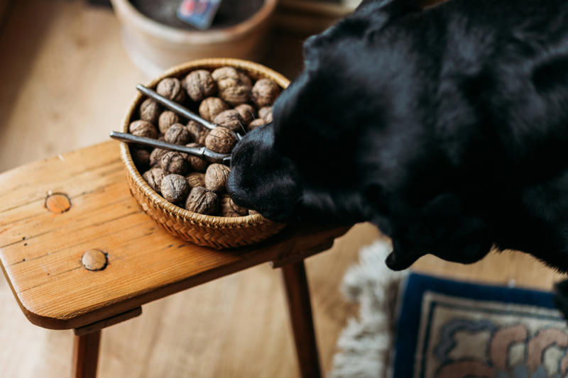 Black walnuts Iron vitamins, Avocados, Cooked bones, Grapes and raisins, Caffeine, Wild mushrooms, Cat food, Black walnuts, Cherries