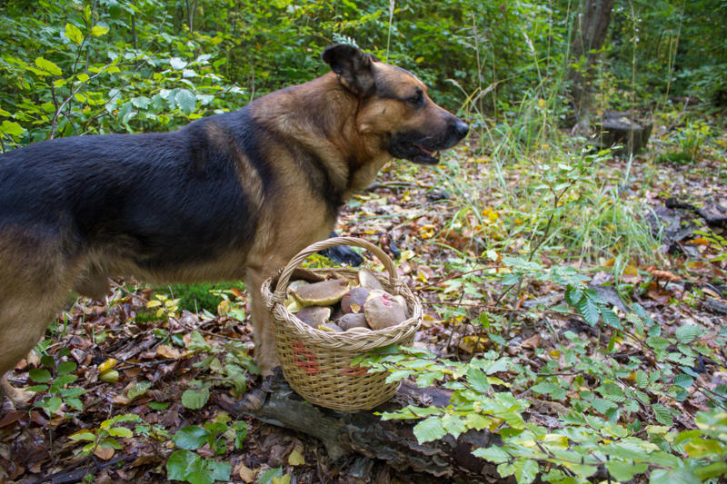 Wild mushrooms Iron vitamins, Avocados, Cooked bones, Grapes and raisins, Caffeine, Wild mushrooms, Cat food, Black walnuts, Cherries