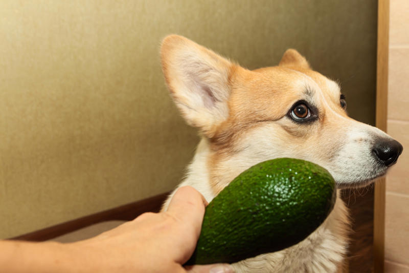 Avocados Iron vitamins, Avocados, Cooked bones, Grapes and raisins, Caffeine, Wild mushrooms, Cat food, Black walnuts, Cherries