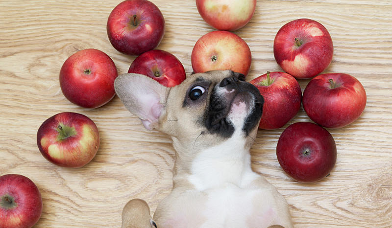Apples Iron vitamins, Avocados, Cooked bones, Grapes and raisins, Caffeine, Wild mushrooms, Cat food, Black walnuts, Cherries