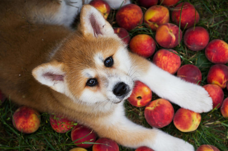 Peaches Iron vitamins, Avocados, Cooked bones, Grapes and raisins, Caffeine, Wild mushrooms, Cat food, Black walnuts, Cherries