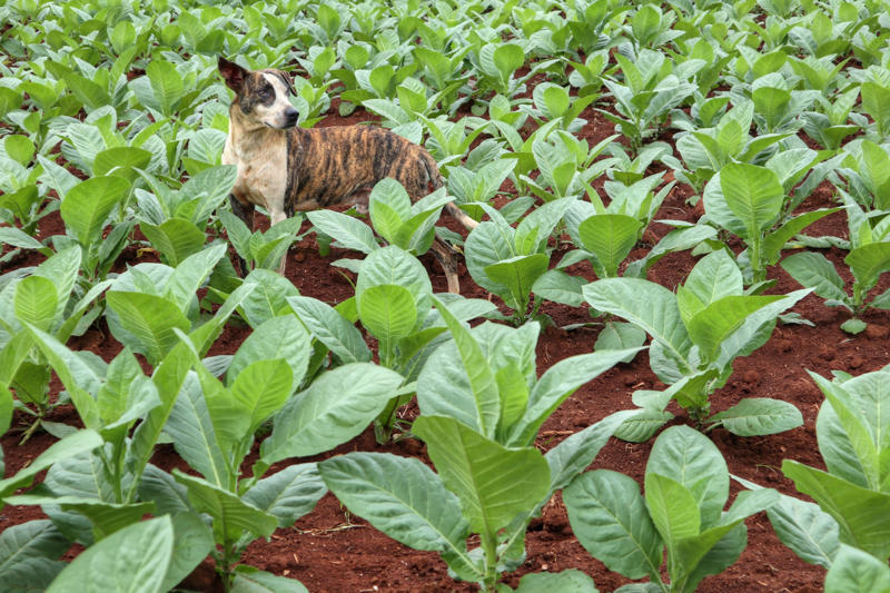 Tobacco Iron vitamins, Avocados, Cooked bones, Grapes and raisins, Caffeine, Wild mushrooms, Cat food, Black walnuts, Cherries