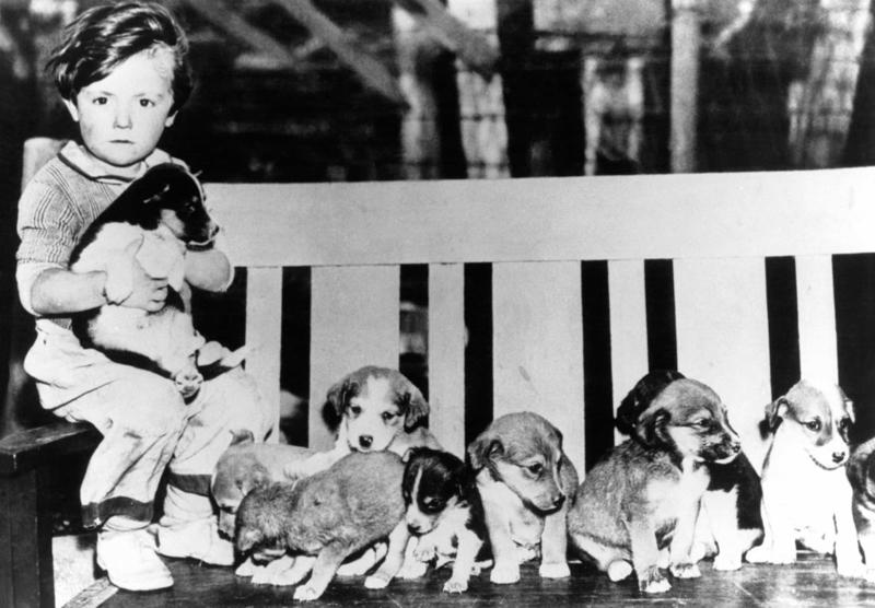Every boy's dream Full house, How much are those doggies in the window?, Practice makes perfect, Man's best friend, Sitting high, Great Plains puppy, Gone fishing, A concerned mother, The dynamic duo, Every boy's dream, Fox terrier family, A watchful protector, A day at the salon, Kings of the street