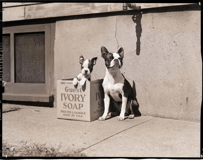 Kings of the street Full house, How much are those doggies in the window?, Practice makes perfect, Man's best friend, Sitting high, Great Plains puppy, Gone fishing, A concerned mother, The dynamic duo, Every boy's dream, Fox terrier family, A watchful protector, A day at the salon, Kings of the street