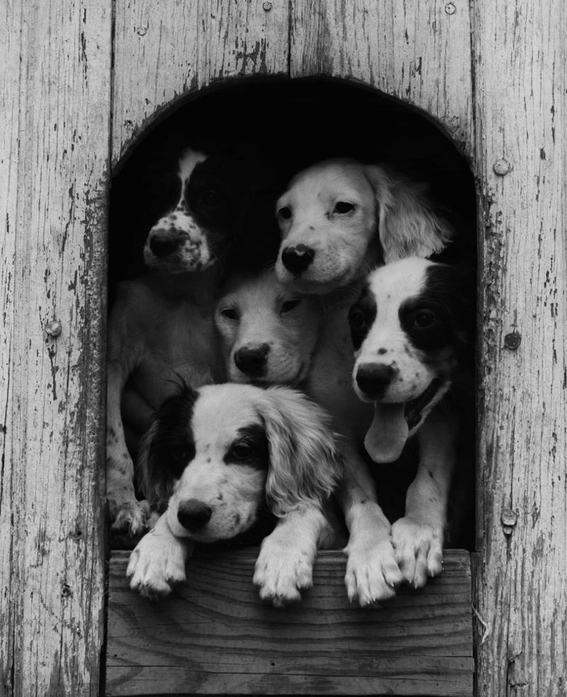 Full house Full house, How much are those doggies in the window?, Practice makes perfect, Man's best friend, Sitting high, Great Plains puppy, Gone fishing, A concerned mother, The dynamic duo, Every boy's dream, Fox terrier family, A watchful protector, A day at the salon, Kings of the street