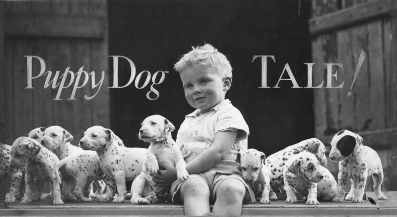 How much are those doggies in the window? Full house, How much are those doggies in the window?, Practice makes perfect, Man's best friend, Sitting high, Great Plains puppy, Gone fishing, A concerned mother, The dynamic duo, Every boy's dream, Fox terrier family, A watchful protector, A day at the salon, Kings of the street