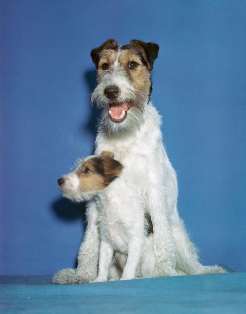 Fox terrier family Full house, How much are those doggies in the window?, Practice makes perfect, Man's best friend, Sitting high, Great Plains puppy, Gone fishing, A concerned mother, The dynamic duo, Every boy's dream, Fox terrier family, A watchful protector, A day at the salon, Kings of the street