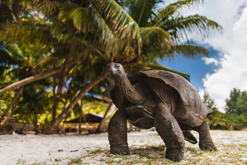 Curieuse, Seychelles The irresistible charm of island escapes, Intimate size and accessibility, A sense of seclusion, A journey steeped in adventure, Shikoku, Japan, Unguja, Tanzania, Santorini, Greece, Governors Island, USA, Korčula, Croatia, Muiron, Australia, Española, Ecuador, Skomer, Wales, Curieuse, Seychelles, Isla Ballestas, Peru, Hiva Oa, French Polynesia, South Georgia, El Hierro, Spain, Grímsey, Iceland, Prince Edward Island, Canada, Bequia, Saint Vincent & the Grenadines, Harbour Island, Bahamas, Sardinia, Italy, Maldives, Île de Ré, France, Bornholm, Denmark