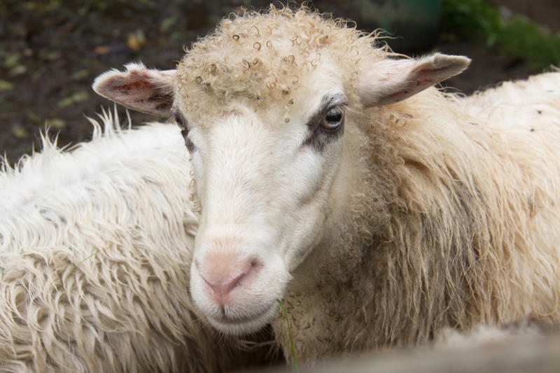 Wool grease Bee venom, Bird poop, Fish scales, Foreskin, Diamonds, Placenta, Horse oil, Sperm whales' vomit, Wool grease, Volcanic rock, Diatomaceous earth, Chilly peppers, Breast milk, Salmon eggs, Red algae