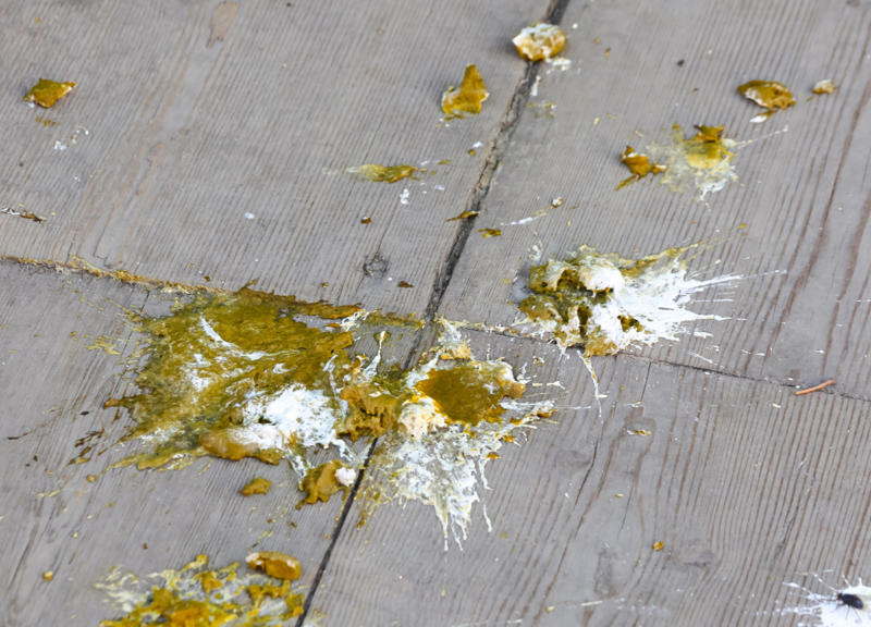 Bird poop Bee venom, Bird poop, Fish scales, Foreskin, Diamonds, Placenta, Horse oil, Sperm whales' vomit, Wool grease, Volcanic rock, Diatomaceous earth, Chilly peppers, Breast milk, Salmon eggs, Red algae
