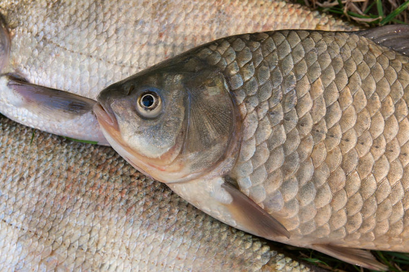 Fish scales Bee venom, Bird poop, Fish scales, Foreskin, Diamonds, Placenta, Horse oil, Sperm whales' vomit, Wool grease, Volcanic rock, Diatomaceous earth, Chilly peppers, Breast milk, Salmon eggs, Red algae