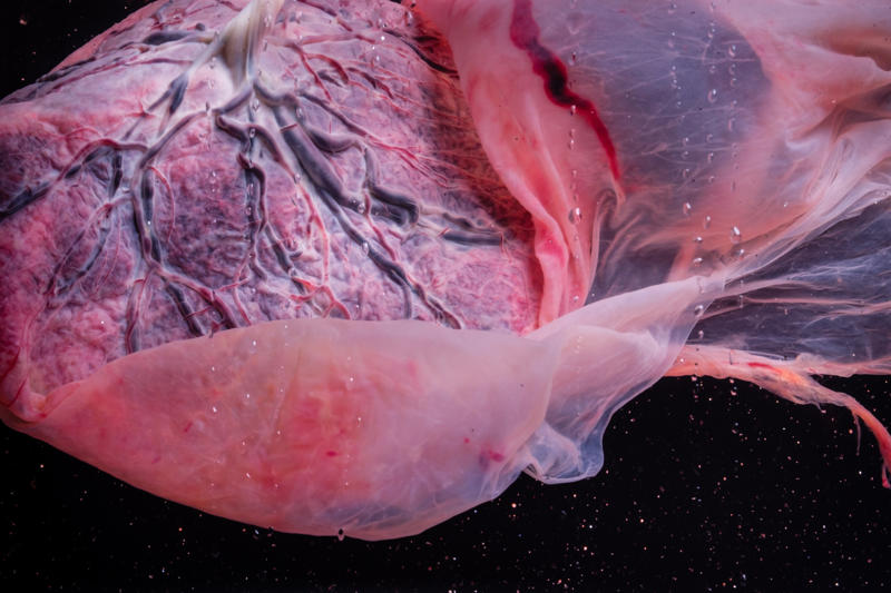 Placenta Bee venom, Bird poop, Fish scales, Foreskin, Diamonds, Placenta, Horse oil, Sperm whales' vomit, Wool grease, Volcanic rock, Diatomaceous earth, Chilly peppers, Breast milk, Salmon eggs, Red algae