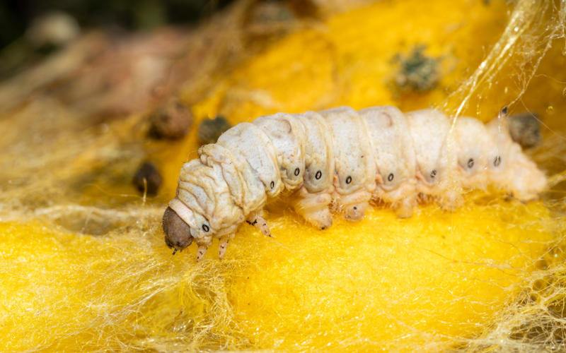 Silk Bee venom, Bird poop, Fish scales, Foreskin, Diamonds, Placenta, Horse oil, Sperm whales' vomit, Wool grease, Volcanic rock, Diatomaceous earth, Chilly peppers, Breast milk, Salmon eggs, Red algae