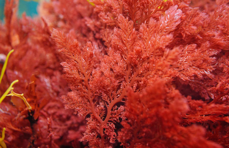Red algae Bee venom, Bird poop, Fish scales, Foreskin, Diamonds, Placenta, Horse oil, Sperm whales' vomit, Wool grease, Volcanic rock, Diatomaceous earth, Chilly peppers, Breast milk, Salmon eggs, Red algae