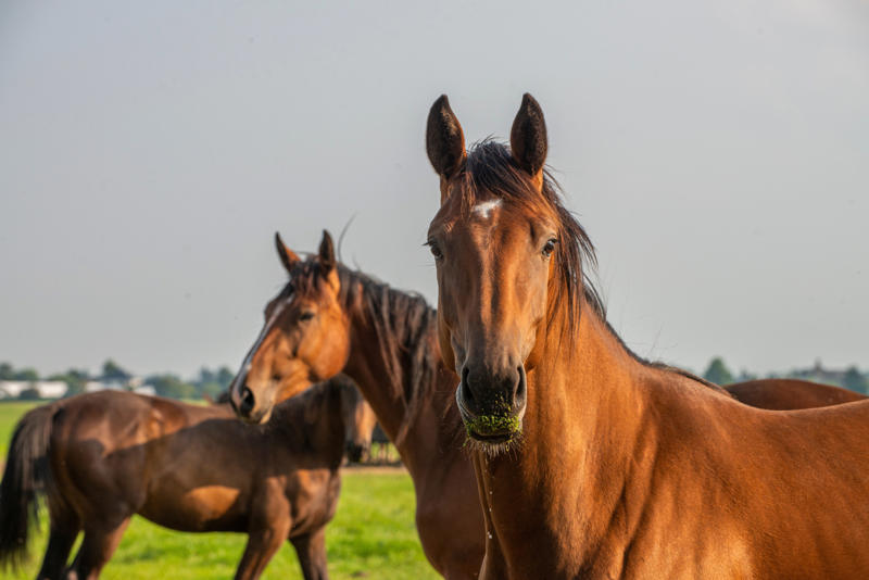 Horse oil Bee venom, Bird poop, Fish scales, Foreskin, Diamonds, Placenta, Horse oil, Sperm whales' vomit, Wool grease, Volcanic rock, Diatomaceous earth, Chilly peppers, Breast milk, Salmon eggs, Red algae