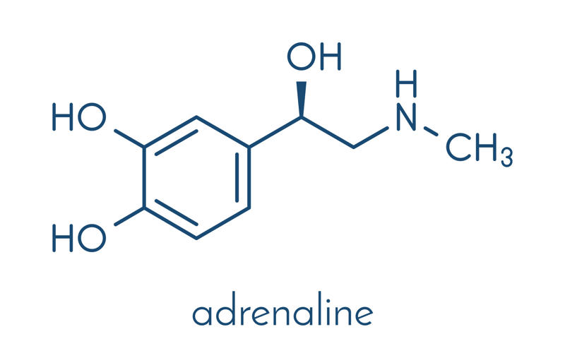 Attraction: adrenaline Why we fall in love, Three stages of falling in love, Attraction, Reward system, Attraction: adrenaline, Attraction: dopamine, Attraction: serotonin, Attachment: oxytocin, Attachment: vasopressin, Love hurts, When the cocktail goes wrong