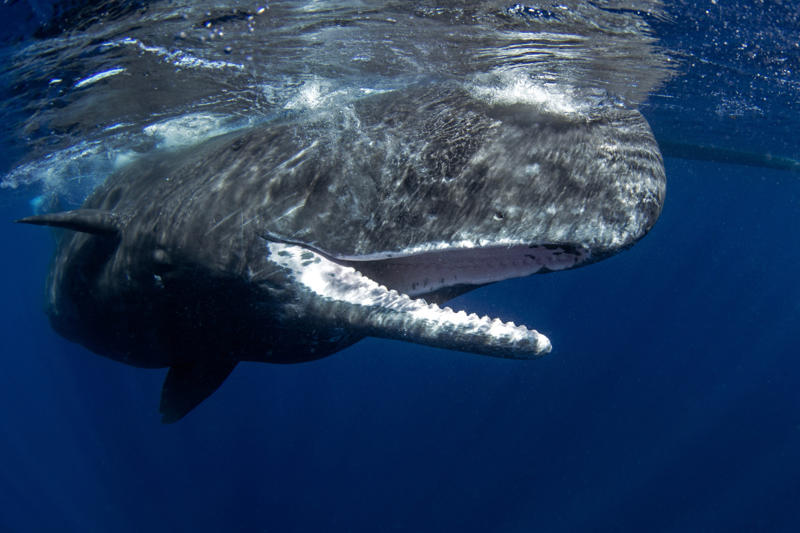 Sperm whales' vomit Bee venom, Bird poop, Fish scales, Foreskin, Diamonds, Placenta, Horse oil, Sperm whales' vomit, Wool grease, Volcanic rock, Diatomaceous earth, Chilly peppers, Breast milk, Salmon eggs, Red algae