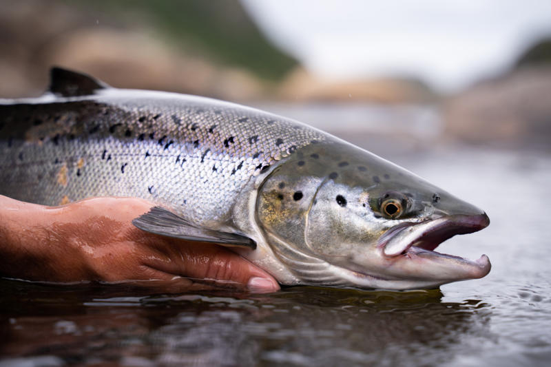 Salmon eggs Bee venom, Bird poop, Fish scales, Foreskin, Diamonds, Placenta, Horse oil, Sperm whales' vomit, Wool grease, Volcanic rock, Diatomaceous earth, Chilly peppers, Breast milk, Salmon eggs, Red algae