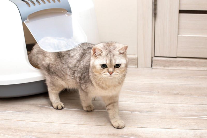 Get an odor-free litter box What is pet smell, exactly?, Dog smell, Dog odors are by design, You'll need to clean more often than people who don't have pets, Some dog smells indicate health problems, Baking soda, Couches and upholstery, Leather furniture, Remove pet odors from the air, Use a diffuser, Get rid of dog mess smells, Bathe and groom your dog regularly, Keep up with your dog’s hygiene, Wash your dog's items, Create a relaxed environment, How to get rid of wet dog smell without a bath, Increase airflow, Get an odor-free litter box, Groom your cat, Keep an odor-free cage, Why is cat smell so hard to remove?, Try enzymatic cleaners, Never mix hydrogen peroxide and vinegar to treat a stain, Try placing charcoal bags around your home