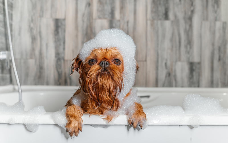 Bathe and groom your dog regularly What is pet smell, exactly?, Dog smell, Dog odors are by design, You'll need to clean more often than people who don't have pets, Some dog smells indicate health problems, Baking soda, Couches and upholstery, Leather furniture, Remove pet odors from the air, Use a diffuser, Get rid of dog mess smells, Bathe and groom your dog regularly, Keep up with your dog’s hygiene, Wash your dog's items, Create a relaxed environment, How to get rid of wet dog smell without a bath, Increase airflow, Get an odor-free litter box, Groom your cat, Keep an odor-free cage, Why is cat smell so hard to remove?, Try enzymatic cleaners, Never mix hydrogen peroxide and vinegar to treat a stain, Try placing charcoal bags around your home