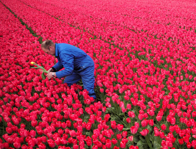 Netherlands Netherlands, Costa Rica, New Zealand, Czech Republic