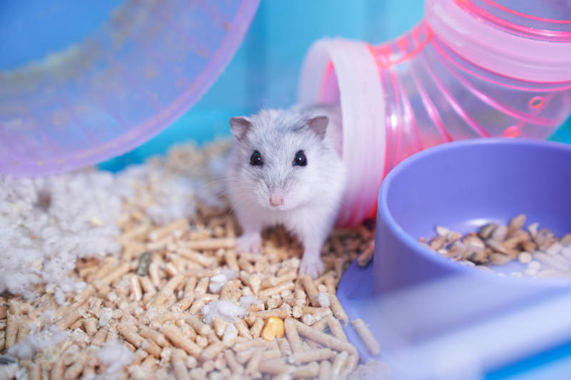 Keep an odor-free cage What is pet smell, exactly?, Dog smell, Dog odors are by design, You'll need to clean more often than people who don't have pets, Some dog smells indicate health problems, Baking soda, Couches and upholstery, Leather furniture, Remove pet odors from the air, Use a diffuser, Get rid of dog mess smells, Bathe and groom your dog regularly, Keep up with your dog’s hygiene, Wash your dog's items, Create a relaxed environment, How to get rid of wet dog smell without a bath, Increase airflow, Get an odor-free litter box, Groom your cat, Keep an odor-free cage, Why is cat smell so hard to remove?, Try enzymatic cleaners, Never mix hydrogen peroxide and vinegar to treat a stain, Try placing charcoal bags around your home