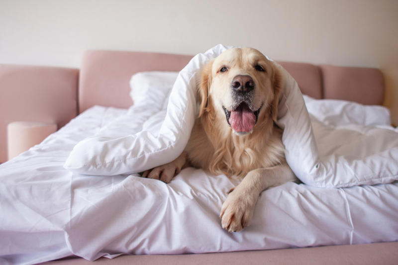 Bedding What is pet smell, exactly?, Dog smell, Dog odors are by design, You'll need to clean more often than people who don't have pets, Some dog smells indicate health problems, Baking soda, Couches and upholstery, Leather furniture, Remove pet odors from the air, Use a diffuser, Get rid of dog mess smells, Bathe and groom your dog regularly, Keep up with your dog’s hygiene, Wash your dog's items, Create a relaxed environment, How to get rid of wet dog smell without a bath, Increase airflow, Get an odor-free litter box, Groom your cat, Keep an odor-free cage, Why is cat smell so hard to remove?, Try enzymatic cleaners, Never mix hydrogen peroxide and vinegar to treat a stain, Try placing charcoal bags around your home