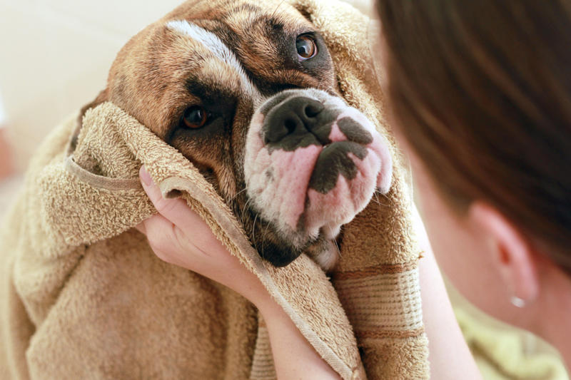 How to get rid of wet dog smell without a bath What is pet smell, exactly?, Dog smell, Dog odors are by design, You'll need to clean more often than people who don't have pets, Some dog smells indicate health problems, Baking soda, Couches and upholstery, Leather furniture, Remove pet odors from the air, Use a diffuser, Get rid of dog mess smells, Bathe and groom your dog regularly, Keep up with your dog’s hygiene, Wash your dog's items, Create a relaxed environment, How to get rid of wet dog smell without a bath, Increase airflow, Get an odor-free litter box, Groom your cat, Keep an odor-free cage, Why is cat smell so hard to remove?, Try enzymatic cleaners, Never mix hydrogen peroxide and vinegar to treat a stain, Try placing charcoal bags around your home