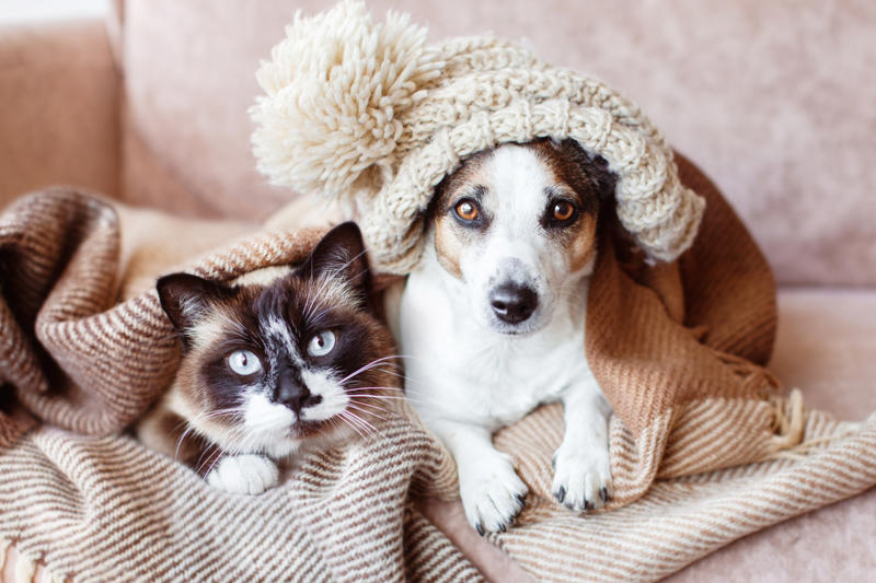 What is pet smell, exactly? What is pet smell, exactly?, Dog smell, Dog odors are by design, You'll need to clean more often than people who don't have pets, Some dog smells indicate health problems, Baking soda, Couches and upholstery, Leather furniture, Remove pet odors from the air, Use a diffuser, Get rid of dog mess smells, Bathe and groom your dog regularly, Keep up with your dog’s hygiene, Wash your dog's items, Create a relaxed environment, How to get rid of wet dog smell without a bath, Increase airflow, Get an odor-free litter box, Groom your cat, Keep an odor-free cage, Why is cat smell so hard to remove?, Try enzymatic cleaners, Never mix hydrogen peroxide and vinegar to treat a stain, Try placing charcoal bags around your home
