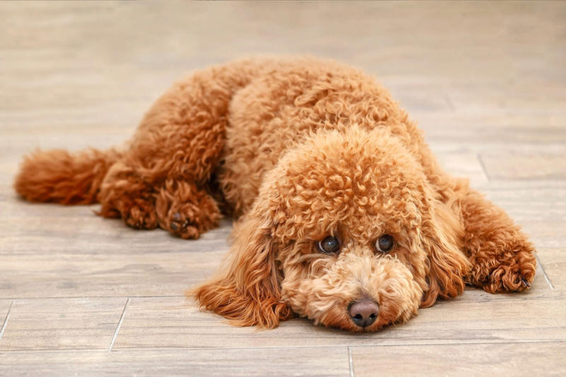 Dog smell What is pet smell, exactly?, Dog smell, Dog odors are by design, You'll need to clean more often than people who don't have pets, Some dog smells indicate health problems, Baking soda, Couches and upholstery, Leather furniture, Remove pet odors from the air, Use a diffuser, Get rid of dog mess smells, Bathe and groom your dog regularly, Keep up with your dog’s hygiene, Wash your dog's items, Create a relaxed environment, How to get rid of wet dog smell without a bath, Increase airflow, Get an odor-free litter box, Groom your cat, Keep an odor-free cage, Why is cat smell so hard to remove?, Try enzymatic cleaners, Never mix hydrogen peroxide and vinegar to treat a stain, Try placing charcoal bags around your home