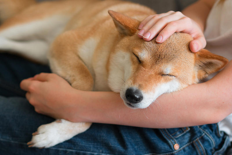 Create a relaxed environment What is pet smell, exactly?, Dog smell, Dog odors are by design, You'll need to clean more often than people who don't have pets, Some dog smells indicate health problems, Baking soda, Couches and upholstery, Leather furniture, Remove pet odors from the air, Use a diffuser, Get rid of dog mess smells, Bathe and groom your dog regularly, Keep up with your dog’s hygiene, Wash your dog's items, Create a relaxed environment, How to get rid of wet dog smell without a bath, Increase airflow, Get an odor-free litter box, Groom your cat, Keep an odor-free cage, Why is cat smell so hard to remove?, Try enzymatic cleaners, Never mix hydrogen peroxide and vinegar to treat a stain, Try placing charcoal bags around your home