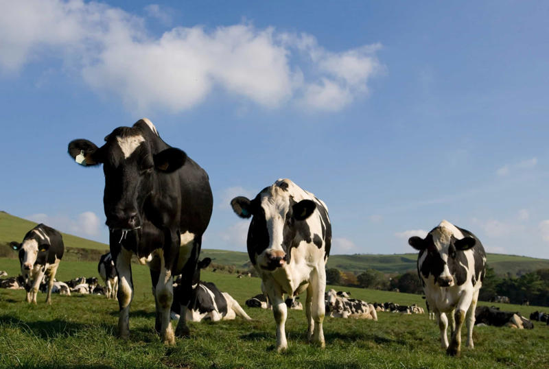 Livestock would be released into the wild It would get dark, Livestock would be released into the wild, Pets would struggle, Human parasites would disappear, Endangered species would thrive, Nuclear blasts, Tamed animals could go wild, The end of industrial pollution, Nature would take over pavements, Desert cities would be buried, Raw sewage overflow, Dams would collapse, Modified fruit and veg would be affected, CO2 levels would slowly return to pre-human levels, Insects would rule, Nature would slowly take care of plastic, Traces of humanity