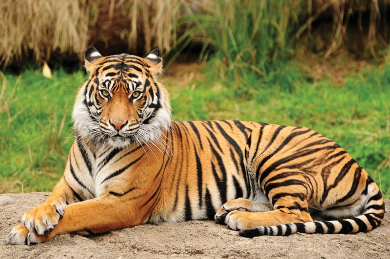 Endangered species would thrive It would get dark, Livestock would be released into the wild, Pets would struggle, Human parasites would disappear, Endangered species would thrive, Nuclear blasts, Tamed animals could go wild, The end of industrial pollution, Nature would take over pavements, Desert cities would be buried, Raw sewage overflow, Dams would collapse, Modified fruit and veg would be affected, CO2 levels would slowly return to pre-human levels, Insects would rule, Nature would slowly take care of plastic, Traces of humanity