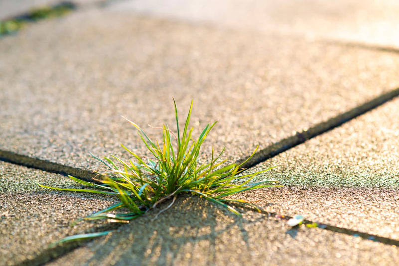 Nature would take over pavements It would get dark, Livestock would be released into the wild, Pets would struggle, Human parasites would disappear, Endangered species would thrive, Nuclear blasts, Tamed animals could go wild, The end of industrial pollution, Nature would take over pavements, Desert cities would be buried, Raw sewage overflow, Dams would collapse, Modified fruit and veg would be affected, CO2 levels would slowly return to pre-human levels, Insects would rule, Nature would slowly take care of plastic, Traces of humanity