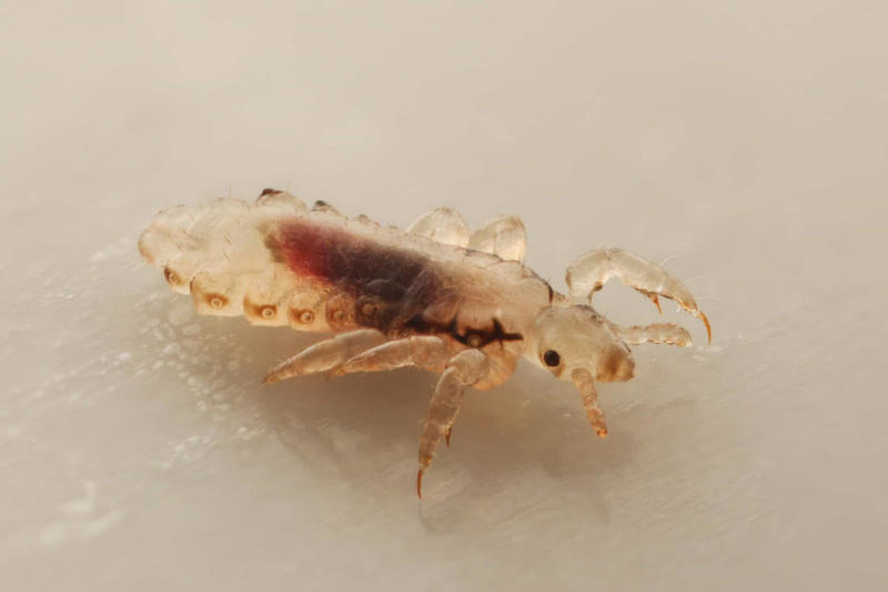 Human parasites would disappear It would get dark, Livestock would be released into the wild, Pets would struggle, Human parasites would disappear, Endangered species would thrive, Nuclear blasts, Tamed animals could go wild, The end of industrial pollution, Nature would take over pavements, Desert cities would be buried, Raw sewage overflow, Dams would collapse, Modified fruit and veg would be affected, CO2 levels would slowly return to pre-human levels, Insects would rule, Nature would slowly take care of plastic, Traces of humanity