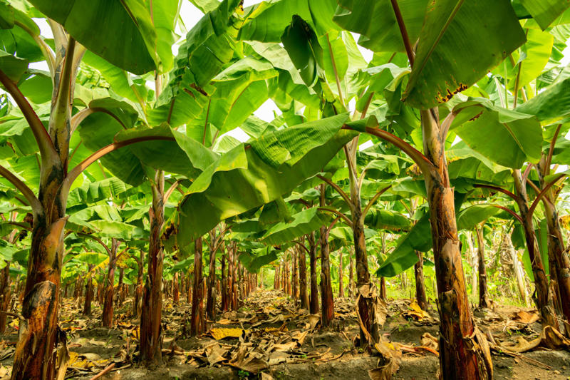 The science, Where did banana leaves originate from?, The myth behind eating on a banana leaf, Is banana leaf hygienic?, Tree or herb?, Philippines, Malaysia, Sri Lanka, Thailand, Indonesia, Singapore, Rice panki, Caribbean pastelles