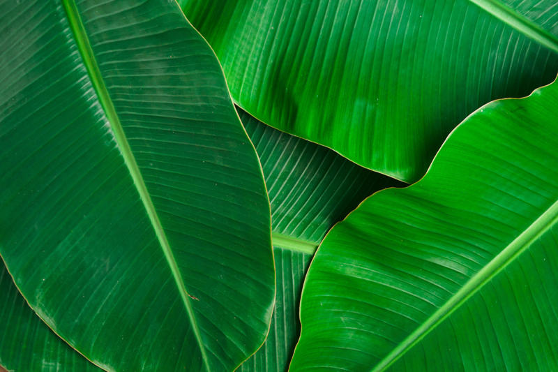 The science, Where did banana leaves originate from?, The myth behind eating on a banana leaf, Is banana leaf hygienic?, Tree or herb?, Philippines, Malaysia, Sri Lanka, Thailand, Indonesia, Singapore, Rice panki, Caribbean pastelles