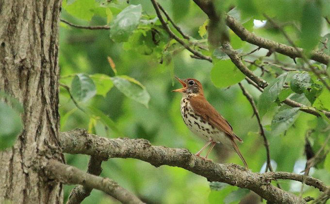 Chicago, Illinois, Tucson, Arizona, Fayetteville, Arkansas, Aurora, Colorado, Ft. Lauderdale, Florida, Takoma Park, Maryland, Cape May, New Jersey, Harlingen, Texas, Seattle, Washington, Green Bay, Wisconsin, Community Wildlife Habitat Program