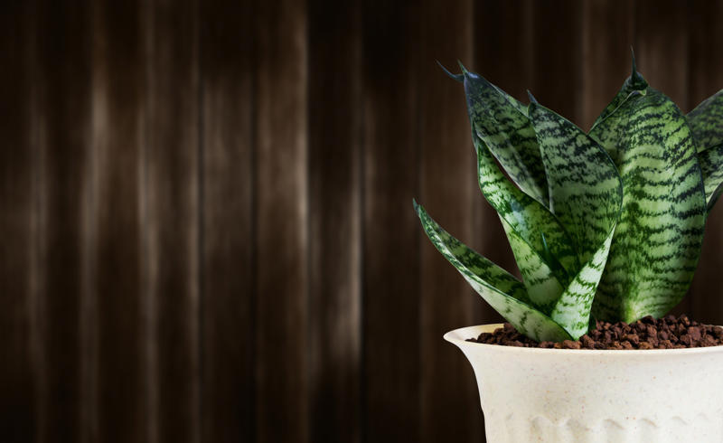 Aloe Vera, Spider plant, Viper's bowstring, Devil's ivy, Chrysanthemum, Dragon tree, Weeping fig, Dracaena, Chinese evergreens, Areca palm, Heart-Leaf Philodendron, Peace lily