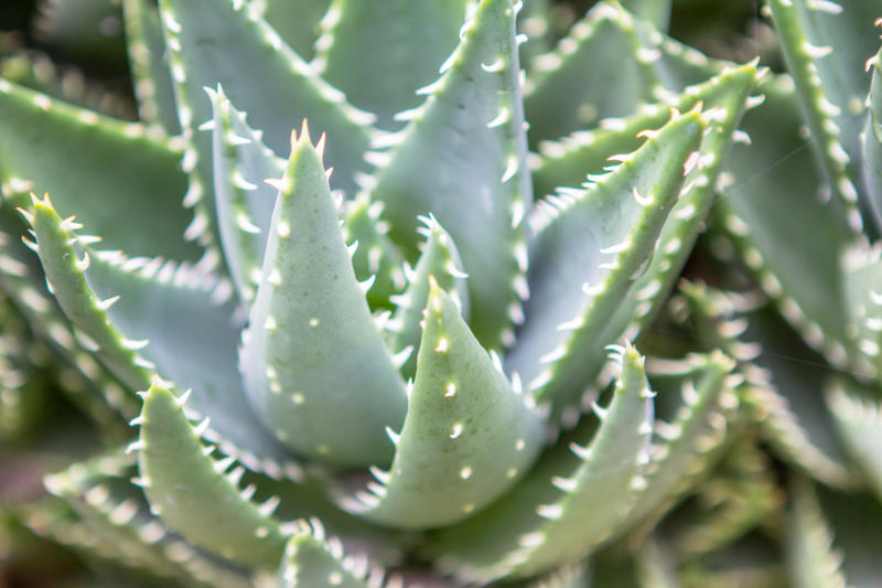 Aloe Vera Aloe Vera, Spider plant, Viper's bowstring, Devil's ivy, Chrysanthemum, Dragon tree, Weeping fig, Dracaena, Chinese evergreens, Areca palm, Heart-Leaf Philodendron, Peace lily
