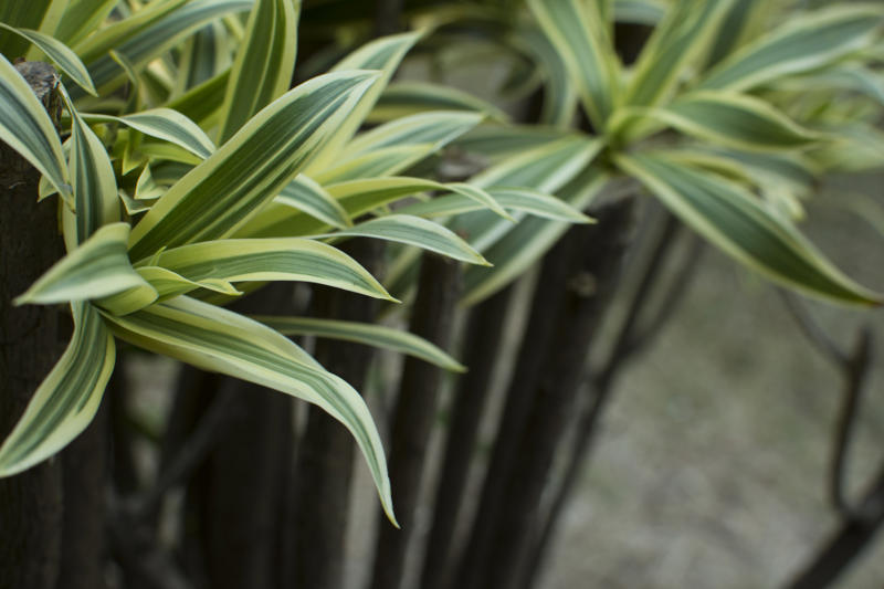 Aloe Vera, Spider plant, Viper's bowstring, Devil's ivy, Chrysanthemum, Dragon tree, Weeping fig, Dracaena, Chinese evergreens, Areca palm, Heart-Leaf Philodendron, Peace lily