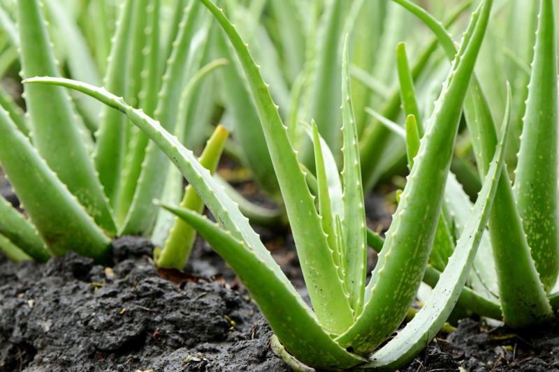 Aloe Vera, Spider plant, Viper's bowstring, Devil's ivy, Chrysanthemum, Dragon tree, Weeping fig, Dracaena, Chinese evergreens, Areca palm, Heart-Leaf Philodendron, Peace lily