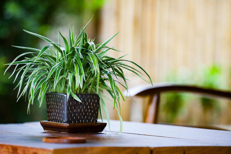 Aloe Vera, Spider plant, Viper's bowstring, Devil's ivy, Chrysanthemum, Dragon tree, Weeping fig, Dracaena, Chinese evergreens, Areca palm, Heart-Leaf Philodendron, Peace lily