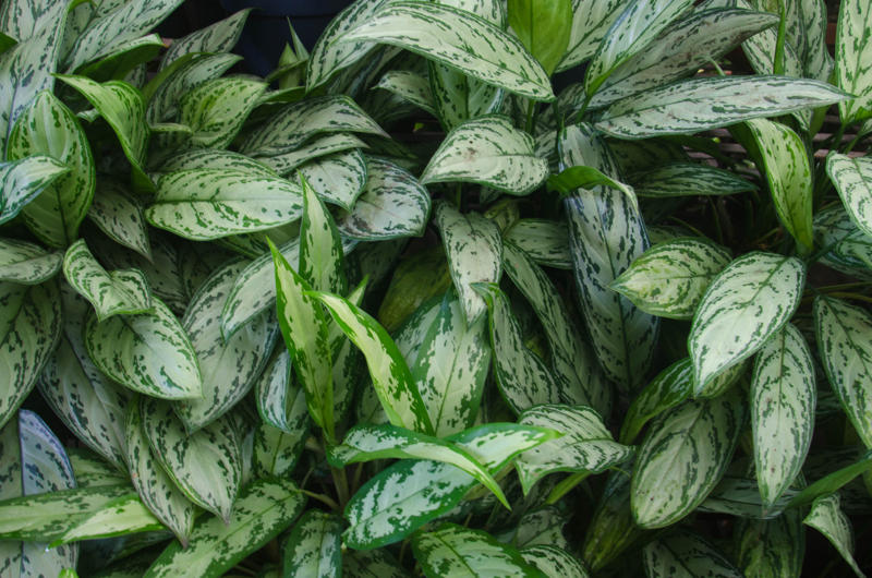 Aloe Vera, Spider plant, Viper's bowstring, Devil's ivy, Chrysanthemum, Dragon tree, Weeping fig, Dracaena, Chinese evergreens, Areca palm, Heart-Leaf Philodendron, Peace lily
