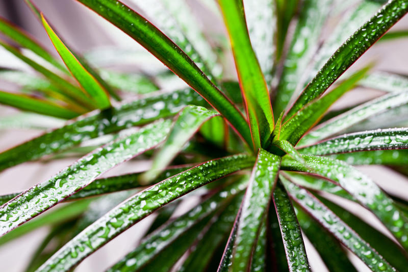 Aloe Vera, Spider plant, Viper's bowstring, Devil's ivy, Chrysanthemum, Dragon tree, Weeping fig, Dracaena, Chinese evergreens, Areca palm, Heart-Leaf Philodendron, Peace lily