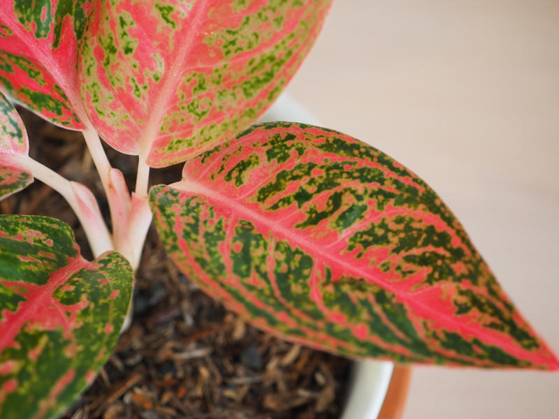 Chinese evergreen Shade-loving plants that don’t need much light, ZZ plant, Chinese evergreen, Dracaena, Cast-iron-plant, Monstera, Silver queen, Parlor palm, Weeping fig tree, Panda plant, Staghorn fern, Dragon tree, Snake plant, Peacock plant, Sword fern, Japanese sago palm, Peace lily, Prayer plant, Elephant’s ear, Dumb cane, Creeping fig, Maidenhair fern, Lucky bamboo, English ivy, Rattlesnake plant, Bromeliad, Spider plant, Peperomia, Philodendron, Bird’s nest fern, Umbrella palm