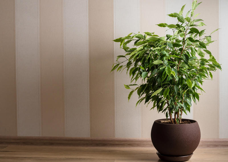 Weeping fig tree Shade-loving plants that don’t need much light, ZZ plant, Chinese evergreen, Dracaena, Cast-iron-plant, Monstera, Silver queen, Parlor palm, Weeping fig tree, Panda plant, Staghorn fern, Dragon tree, Snake plant, Peacock plant, Sword fern, Japanese sago palm, Peace lily, Prayer plant, Elephant’s ear, Dumb cane, Creeping fig, Maidenhair fern, Lucky bamboo, English ivy, Rattlesnake plant, Bromeliad, Spider plant, Peperomia, Philodendron, Bird’s nest fern, Umbrella palm