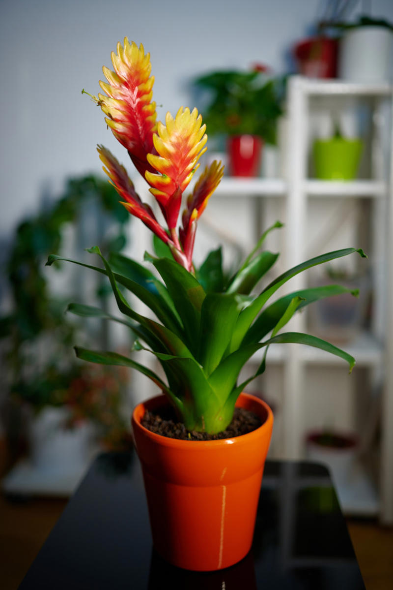Bromeliad Shade-loving plants that don’t need much light, ZZ plant, Chinese evergreen, Dracaena, Cast-iron-plant, Monstera, Silver queen, Parlor palm, Weeping fig tree, Panda plant, Staghorn fern, Dragon tree, Snake plant, Peacock plant, Sword fern, Japanese sago palm, Peace lily, Prayer plant, Elephant’s ear, Dumb cane, Creeping fig, Maidenhair fern, Lucky bamboo, English ivy, Rattlesnake plant, Bromeliad, Spider plant, Peperomia, Philodendron, Bird’s nest fern, Umbrella palm