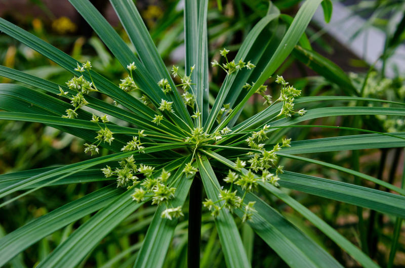 Umbrella palm Shade-loving plants that don’t need much light, ZZ plant, Chinese evergreen, Dracaena, Cast-iron-plant, Monstera, Silver queen, Parlor palm, Weeping fig tree, Panda plant, Staghorn fern, Dragon tree, Snake plant, Peacock plant, Sword fern, Japanese sago palm, Peace lily, Prayer plant, Elephant’s ear, Dumb cane, Creeping fig, Maidenhair fern, Lucky bamboo, English ivy, Rattlesnake plant, Bromeliad, Spider plant, Peperomia, Philodendron, Bird’s nest fern, Umbrella palm